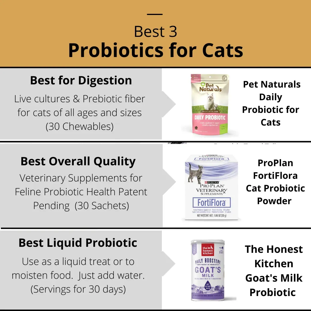 Best Probiotics for Cats